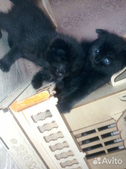 Отдам котят