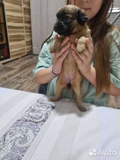 Щенки мини цвергпинчера