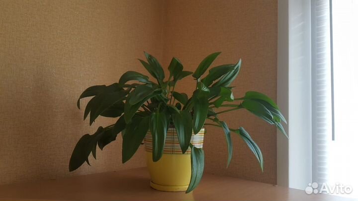 Цветок с горшком керамика