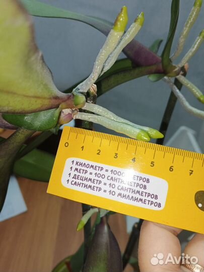 Орхидея биг лип хот кисс