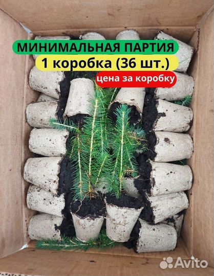 Саженцы сосны обыкновенной зкс