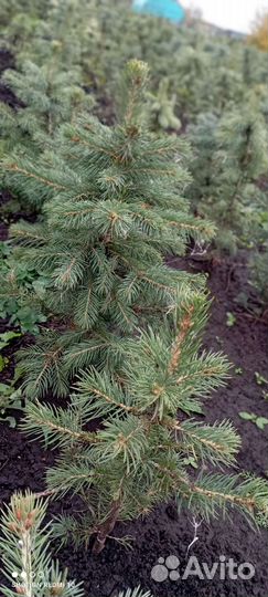 Ель голубая, пихта / доставка