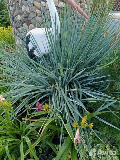 Элиас песчанный