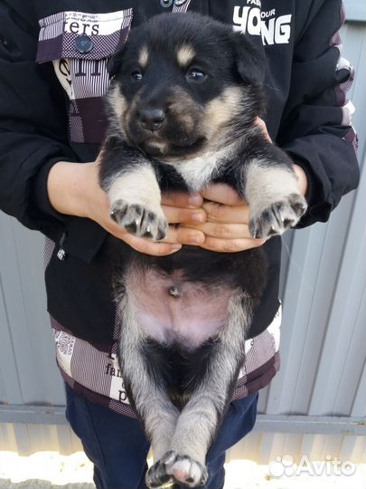 Щенки метис хаски