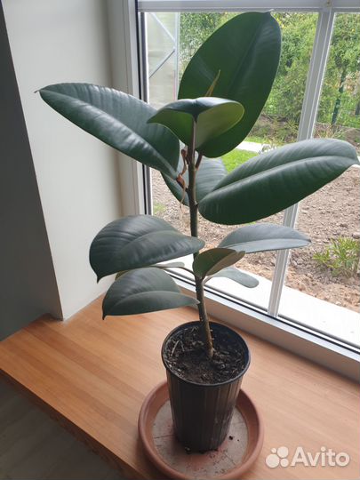 Фикус каучуковый