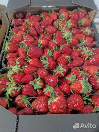 Овощи и фрукты оптом