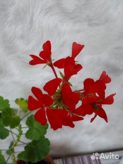 Пеларгония герань