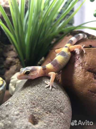 Геккон эублефар