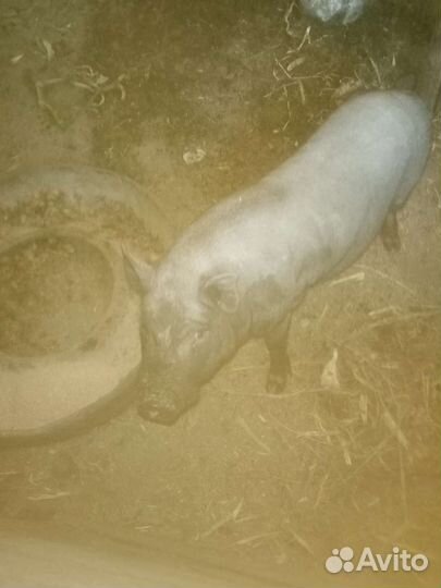 Вьетнамский хряк