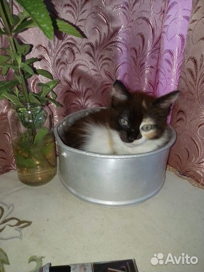 Девочка кошечка