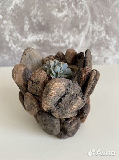 Суккуленты в деревянном кашпо