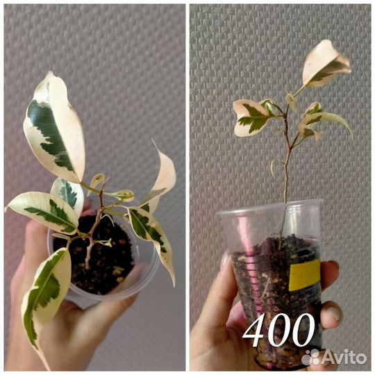 Фикус де гантель