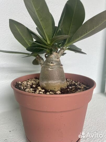 Адениум арабикум