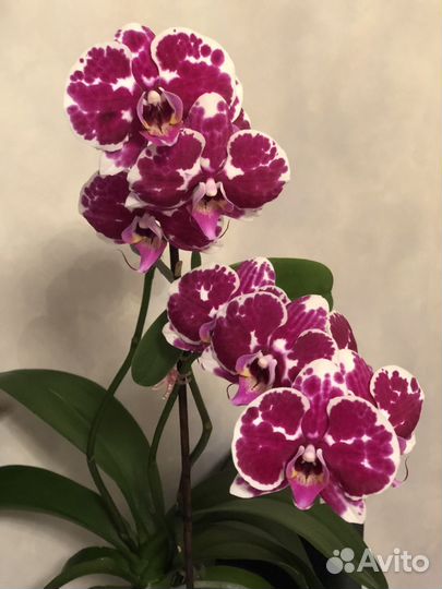Орхидея фаленопсис детка