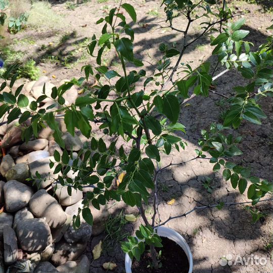 Дерево Унаби китайский финик