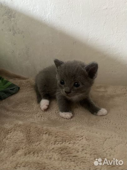Котята бесплатно
