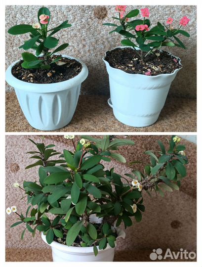 Цветы домашние в горшках