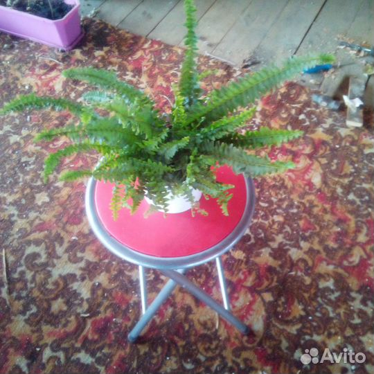 Папоротник комнатный