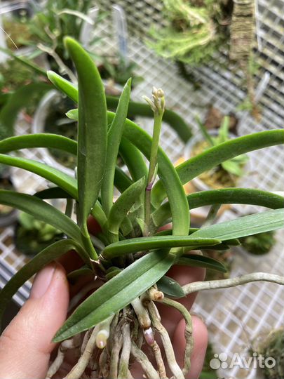 Neofinetia falcata