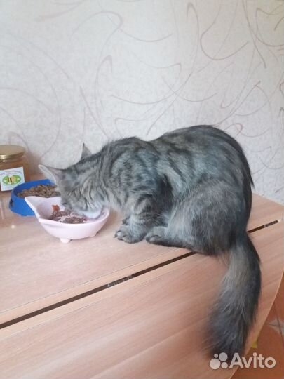 Кошки в добрые руки