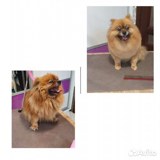 Стрижка собак мелких пород. Чистка зубов уз