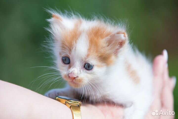 Рыжий котенок мальчик