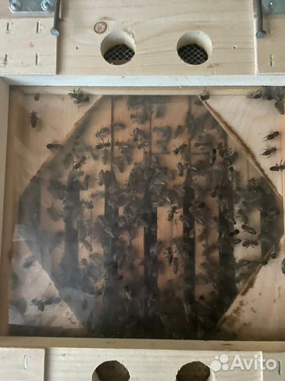 Пчелопакеты