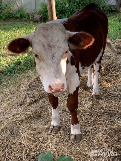 Продам быка