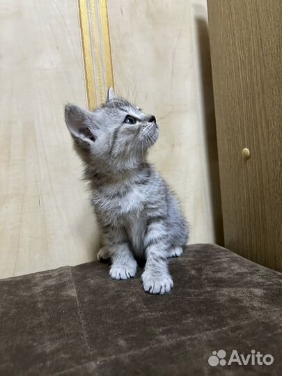 Котята от мамы британки