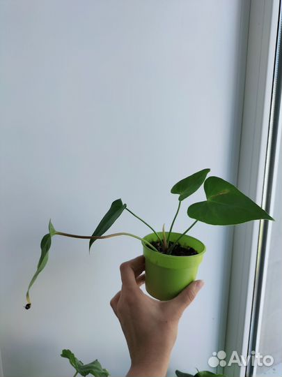 Антуриум, мужское счастье