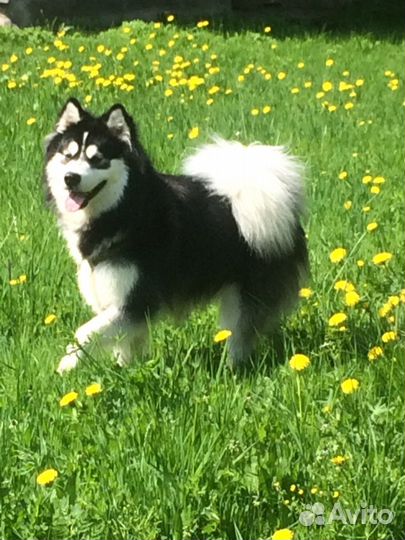 Сибирский хаски