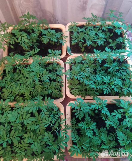 Рассада огурцов,тыквы,кабачков,бархатцев,астр и тд