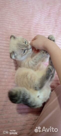 Шотландский кошечка