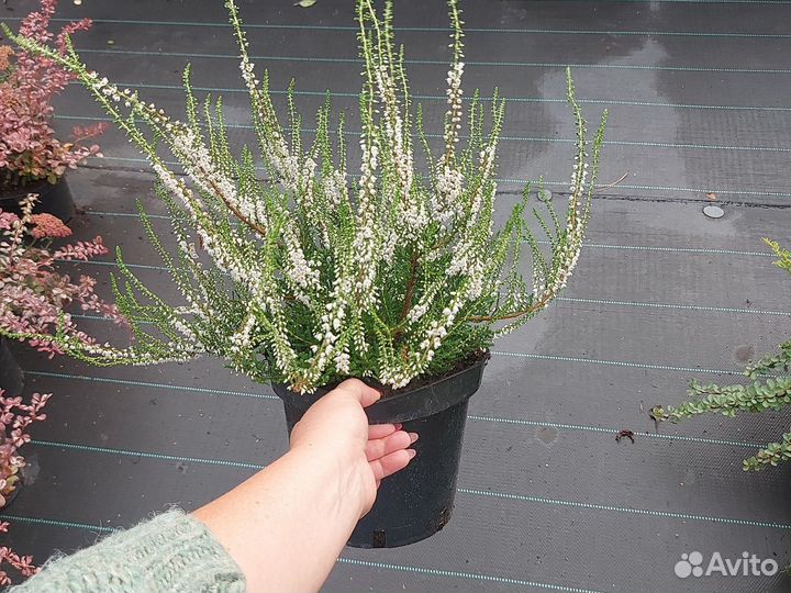 Вереск саженцы