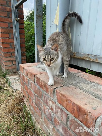 Кошка в дар бесплатно