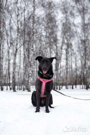 Красавец Вуди ищет дом