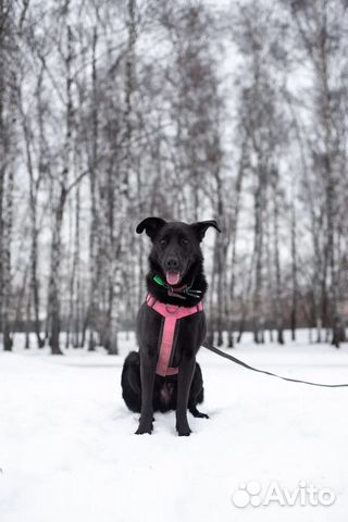 Красавец Вуди ищет дом