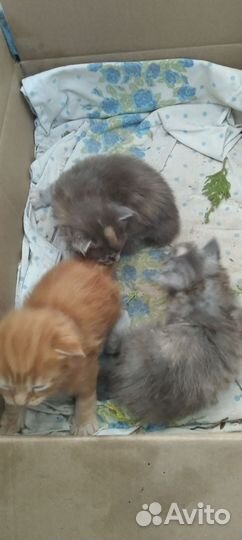 Котята мейн-кун в добрые руки