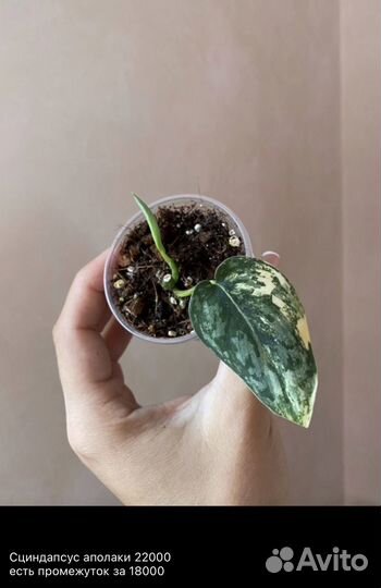 Сциндапсусы, эпипремнумы, монстеры