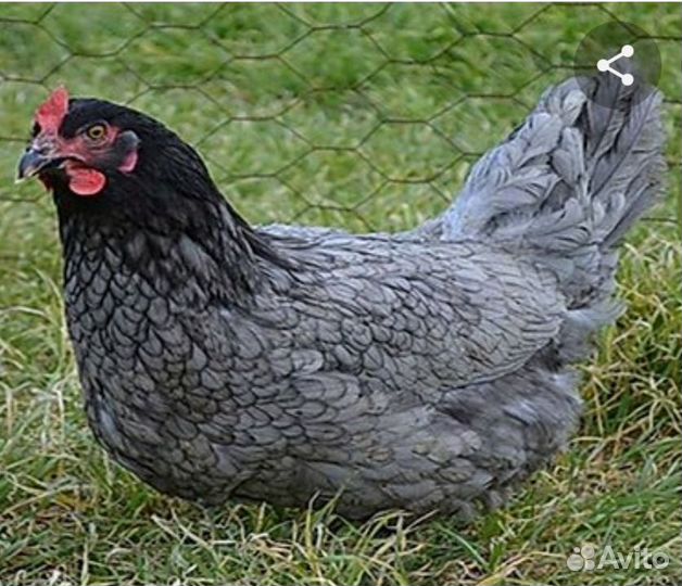 Несушки Доминант молодки и Петухи