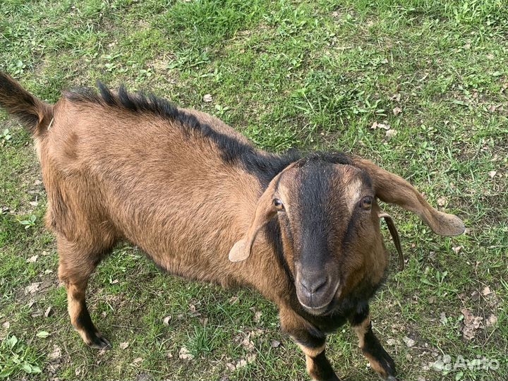 Козел нубийский 100%