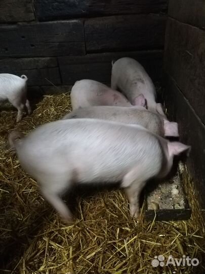 Поросята
