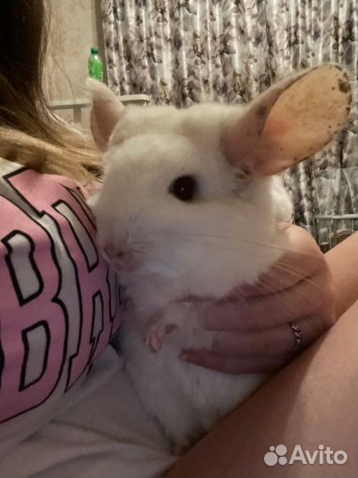 Шиншилла Белая