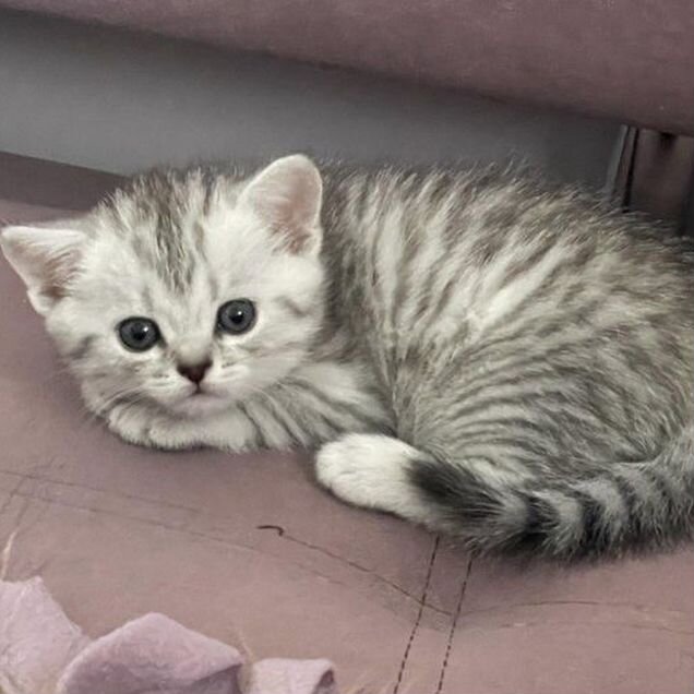 Шотландский вислоухий короткошёрстный котёнок
