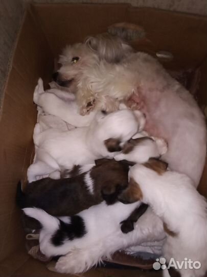 Щенки Китайской хохлатой(пуховой)