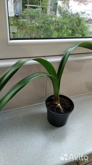 Гиппеаструм амариллис