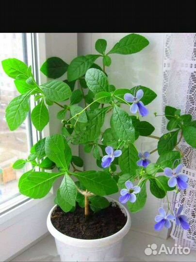 Клеродендрум угандийский