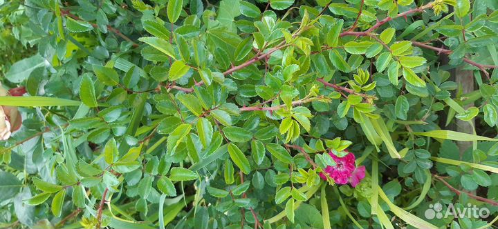 Саженцы роз