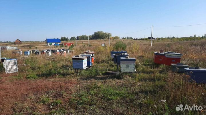 Продам пчелосемьи с ульями