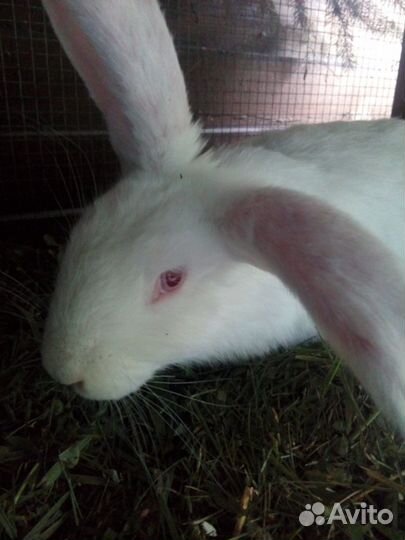 Крольчата белый панон.мясо.аренда
